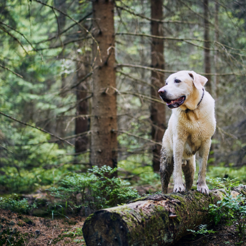 Pet Friendly Adventures